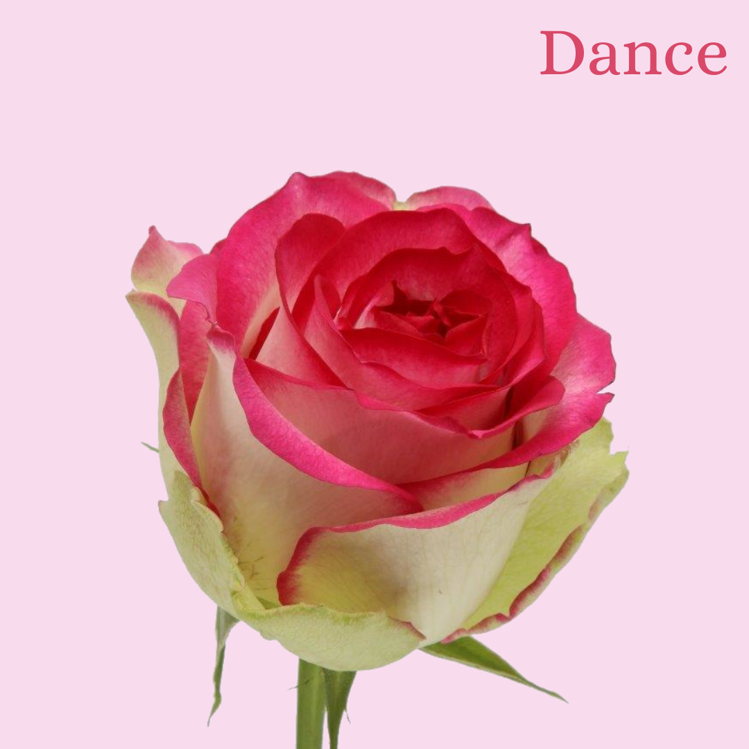 ROSE DANCE 50